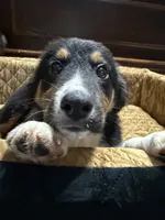 Jupiter, a male Australian Shepherd for sale in Kingwood, WV – 2 of 5