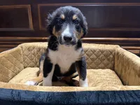 Jupiter, a male Australian Shepherd for sale in Kingwood, WV – 5 of 5