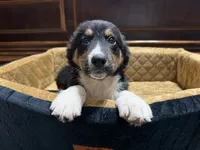 Jupiter, a male Australian Shepherd for sale in Kingwood, WV – 4 of 5