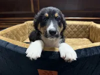 Jupiter, a male Australian Shepherd for sale in Kingwood, WV – 3 of 5