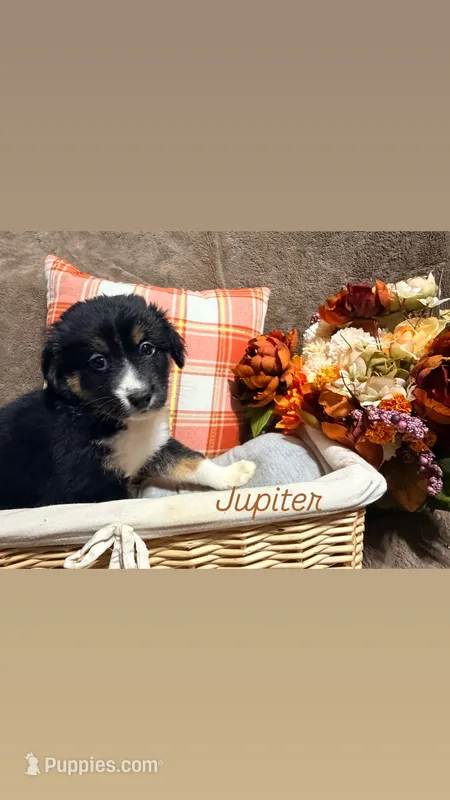 Jupiter – Australian Shepherd puppy for sale in Kingwood, WV