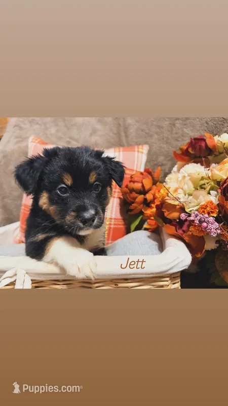 Jett – Australian Shepherd puppy for sale in Kingwood, WV