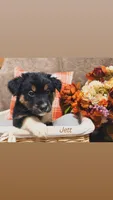Jett, a male Australian Shepherd for sale in Kingwood, WV – 1 of 4