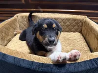 Jett, a male Australian Shepherd for sale in Kingwood, WV – 2 of 4