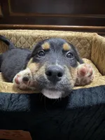 Jett, a male Australian Shepherd for sale in Kingwood, WV – 3 of 4