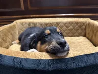 Jett, a male Australian Shepherd for sale in Kingwood, WV – 4 of 4