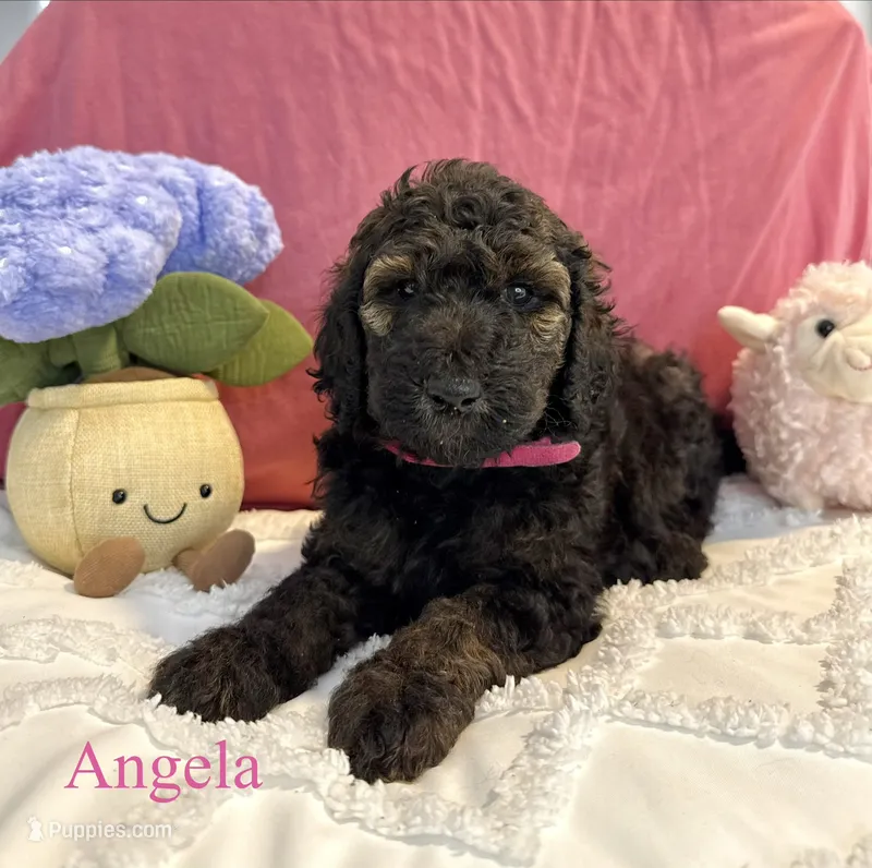 Angela  – Poodle - Standard  puppy for sale in Denver, CO