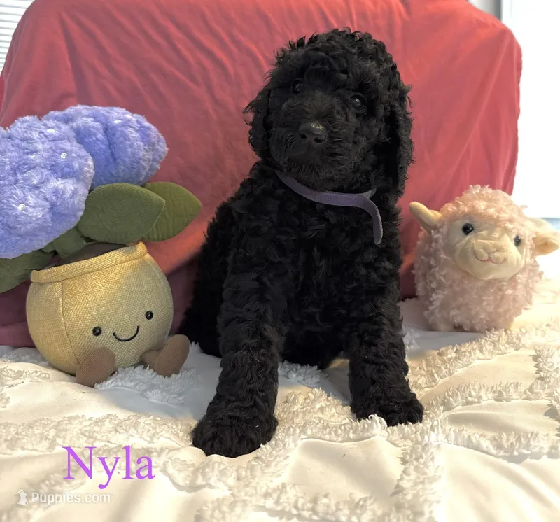 Nyla – Poodle - Standard  puppy for sale in Denver, CO