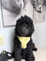 Nyla, a female Poodle - Standard  for sale in Denver, CO – 3 of 3