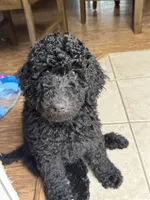 Nyla, a female Poodle - Standard  for sale in Denver, CO – 2 of 3