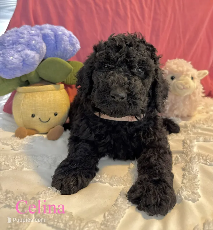 Celina  – Poodle - Standard  puppy for sale in Denver, CO
