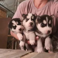 processed/027b3902-b660-40ed-80e4-6432baa5cda3/facility/43b9e634-d130-4f72-a710-0ebacf38b5d1