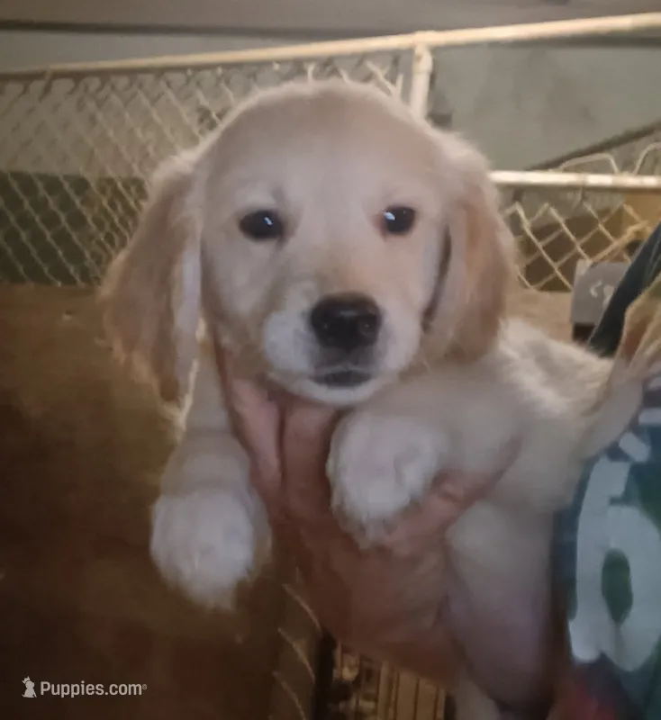 Golden Retriever- female, ready this weekend – English Cream Golden Retriever puppy for sale in Milton, FL