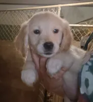 Golden Retriever- female, ready this weekend, a female English Cream Golden Retriever for sale in Milton, FL – 1 of 1