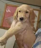Golden Retriever-male ready , a male Golden Retriever for sale in Milton, FL – 1 of 1