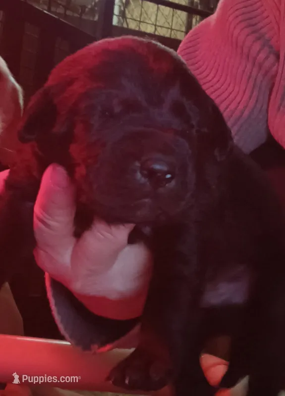 Chocolate Lab female – Labrador Retriever puppy for sale in Milton, FL