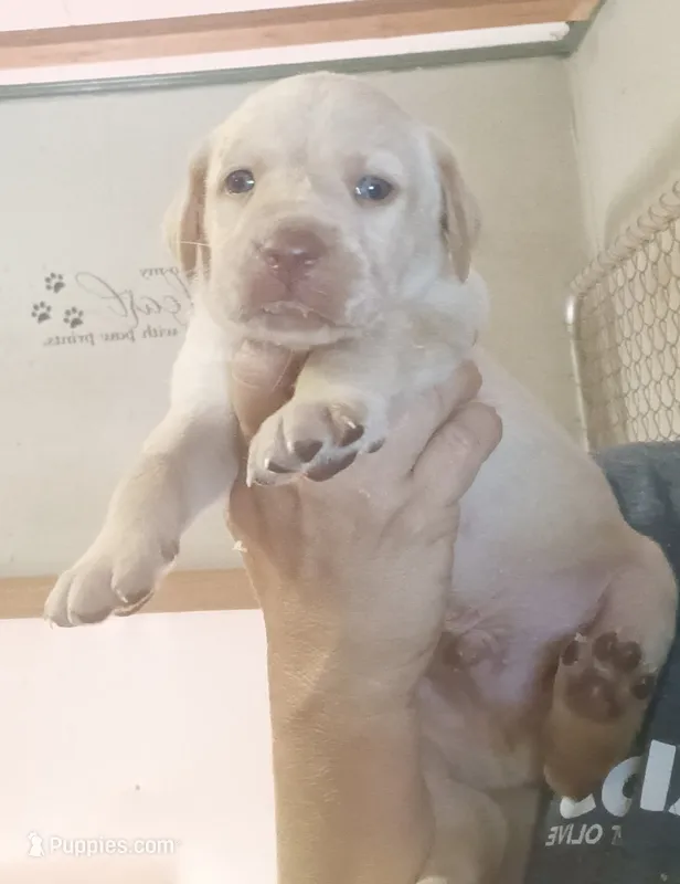 yellow Lab male – Labrador Retriever puppy for sale in Milton, FL