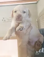 yellow Lab male, a male Labrador Retriever for sale in Milton, FL – 1 of 1