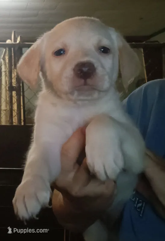 yellow lab male – Labrador Retriever puppy for sale in Milton, FL