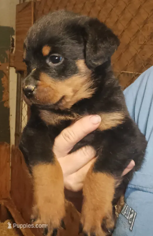 Rottweiler  – Rottweiler puppy for sale in Milton, FL