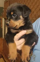 Rottweiler , a female Rottweiler for sale in Milton, FL – 1 of 1