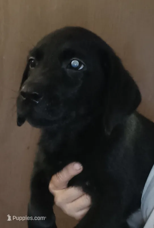 black lab male- ready next week – Labrador Retriever puppy for sale in Milton, FL