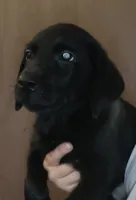 black lab male- ready this weekend, a male Labrador Retriever for sale in Milton, FL – 1 of 1