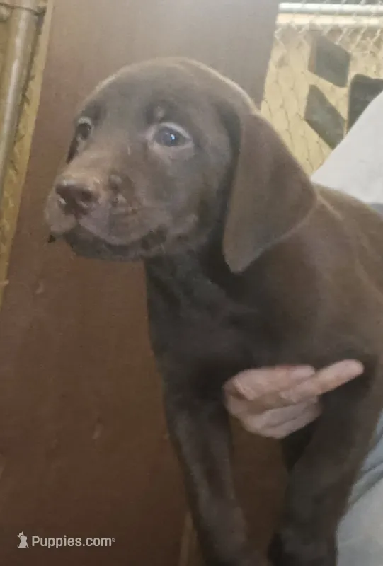 Chocolate lab male-ready now – Labrador Retriever puppy for sale in Milton, FL