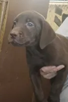 Chocolate lab male-ready now, a male Labrador Retriever for sale in Milton, FL – 1 of 1