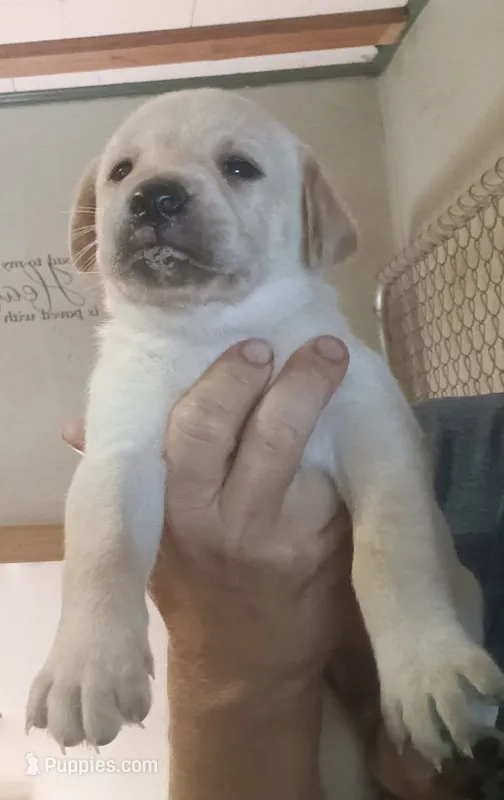 Lab yellow male – Labrador Retriever puppy for sale in Milton, FL