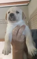 Lab yellow male, a male Labrador Retriever for sale in Milton, FL – 1 of 1