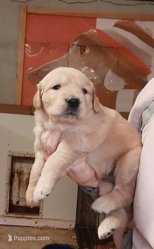 Golden Retriever – English Cream Golden Retriever puppy for sale in Milton, FL