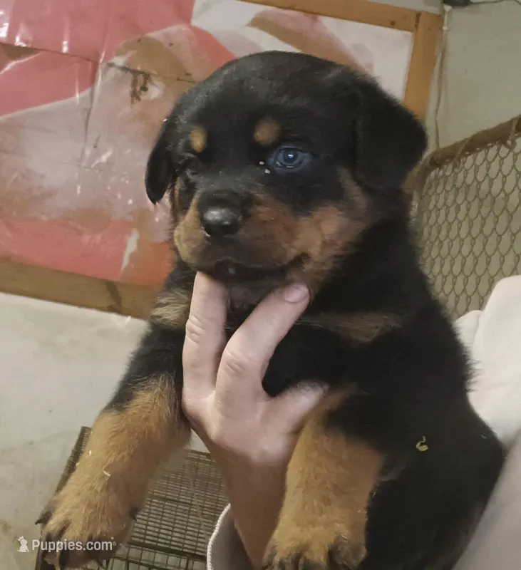 male rottie