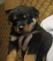 male rottie, a male Rottweiler for sale in Milton, FL – 1 of 1