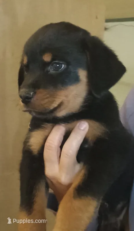 Rottweiler -ready in November – Rottweiler puppy for sale in Milton, FL