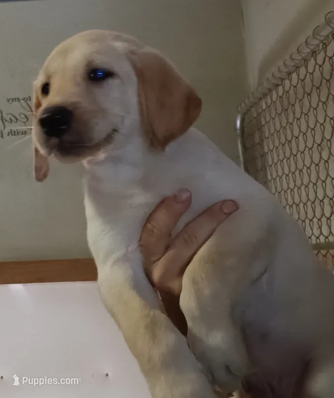 Lab yellow male-ready in August – Labrador Retriever puppy for sale in Milton, FL