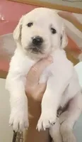 Golden Retriever- ready Mid October, a male Golden Retriever for sale in Milton, FL – 1 of 1