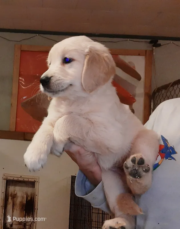 Golden Retriever-male – Golden Retriever puppy for sale in Milton, FL