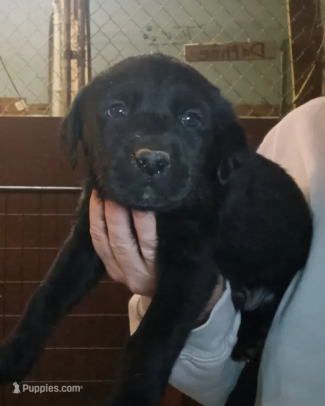 Black female Lab- ready late August – Labrador Retriever puppy for sale in Milton, FL