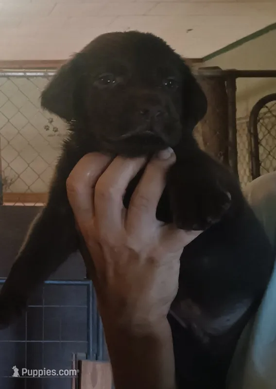Chocolate lab – Labrador Retriever puppy for sale in Milton, FL