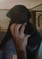 Chocolate lab, a male Labrador Retriever for sale in Milton, FL – 1 of 1