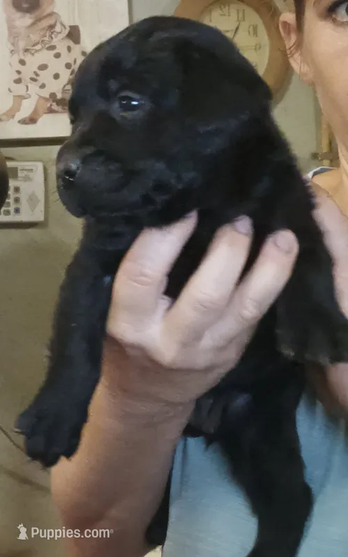 Black lab male – Labrador Retriever puppy for sale in Milton, FL