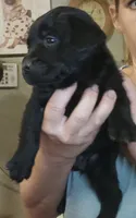 Black lab male, a male Labrador Retriever for sale in Milton, FL – 1 of 1
