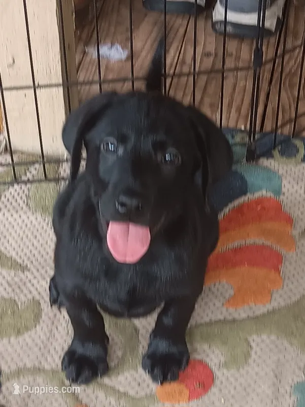 Black  Lab- price reduced – Labrador Retriever puppy for sale in Milton, FL