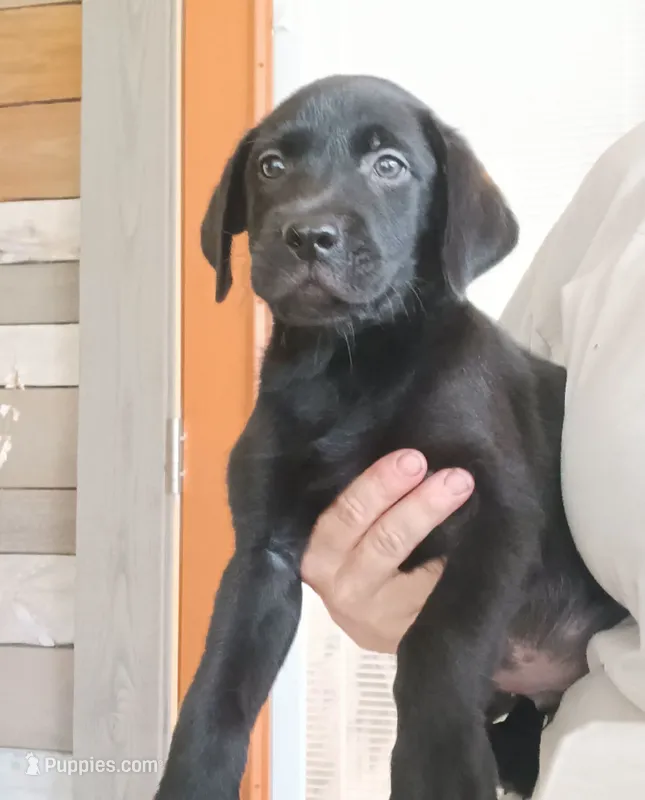 black lab male, reduced price – Labrador Retriever puppy for sale in Milton, FL