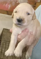Golden Retriever, a female Golden Retriever for sale in Milton, FL – 1 of 1