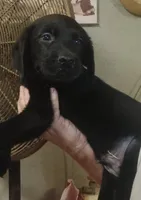 black lab male- ready now, a male Labrador Retriever for sale in Milton, FL – 1 of 1