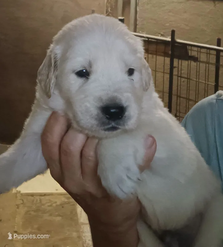English Cream Golden Retriever – English Cream Golden Retriever puppy for sale in Milton, FL