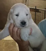 English Cream Golden Retriever, a male English Cream Golden Retriever for sale in Milton, FL – 1 of 1
