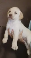 yellow lab female- ready mid October, a female Labrador Retriever for sale in Milton, FL – 1 of 1